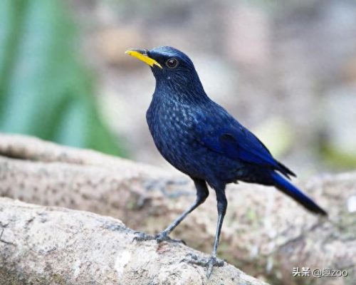 世界十大白色生物排行榜(十大常见白色蘑菇)插图13