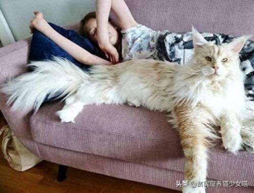 十大萌猫前十名排行榜(地表最好的猫排名)插图10