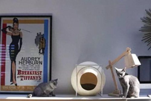 中国猫窝垫十大品牌排行榜(中国猫窝垫十大品牌)插图14 中国猫窝垫十大品牌排行榜(中国猫窝垫十大品牌)插图14