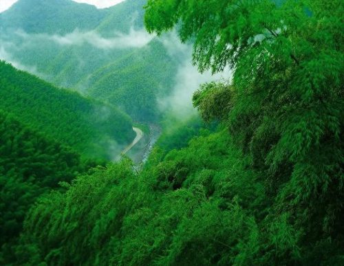 中国十大竹海景区排行榜(中国竹海景点排名前十名)插图16 中国十大竹海景区排行榜(中国竹海景点排名前十名)插图16