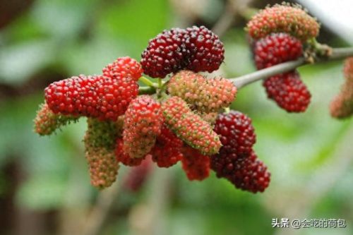 十大吃货神器排行榜图片(十大神器图片大全)插图8