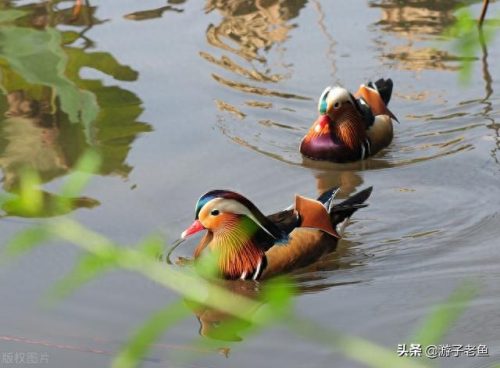十大烟花歌曲排行榜(网红十大烟花音乐)插图2