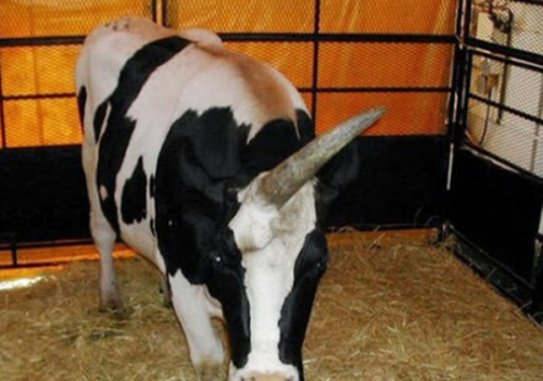 柬埔寨泰牛(六足巨人)插图2 柬埔寨泰牛(六足巨人)插图2