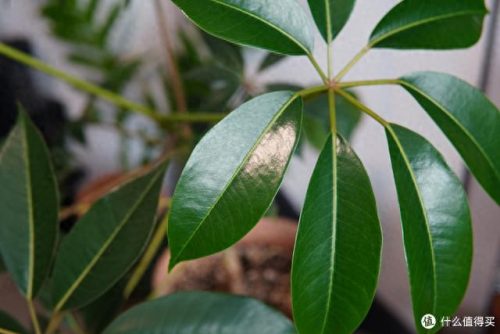 十大放心植物排行榜图片(十大最旺办公室的植物)插图8