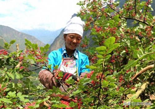 花椒十大品牌排行榜前十名(十大花椒品牌排名)插图8