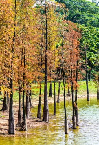 十大最长寿的树种排行榜(中国十大珍贵树种图片)插图1