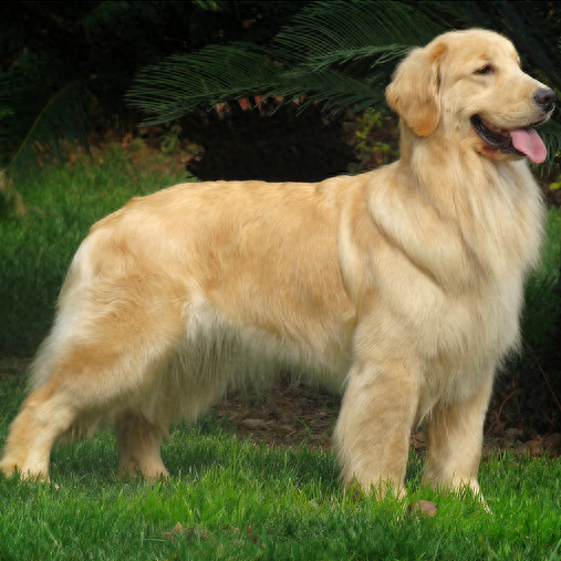 世界十大最可爱的狗排行榜(世界十大最可爱动物)插图1