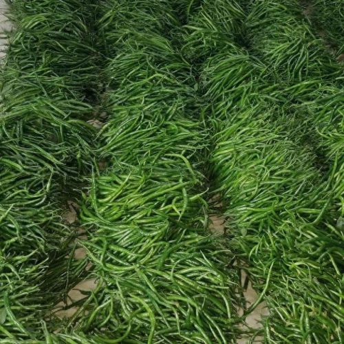 线椒种子十大排行榜(全国出名的线椒种子)