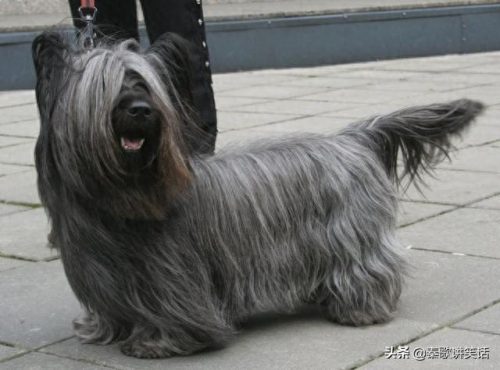 十大名牌小型犬排行榜图片(中国十大品牌小型犬)插图