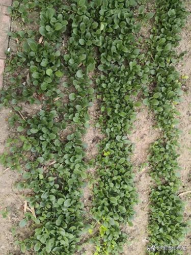 苏州家庭花卉肥料排名前十(国内知名花卉肥料品牌)插图2 苏州家庭花卉肥料排名前十(国内知名花卉肥料品牌)插图2