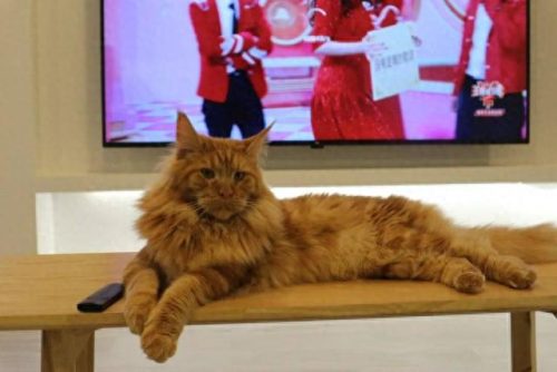 十大猫价格排行榜图片(养英短猫十大禁忌)插图8