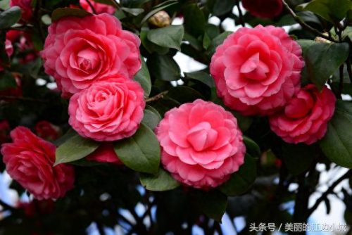 文化中的十大名花排行榜(真正的十大名花)插图6