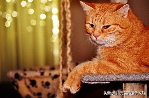 十大萌猫前十名排行榜(地表最好的猫排名)插图4