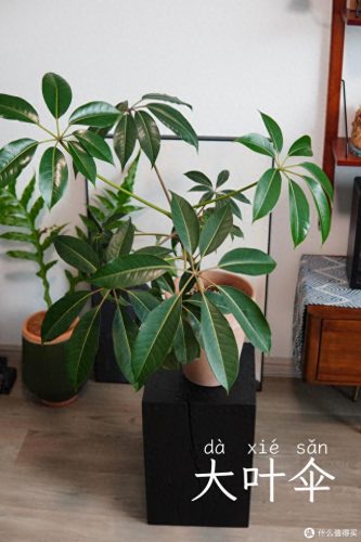 十大放心植物排行榜图片(十大最旺办公室的植物)插图7