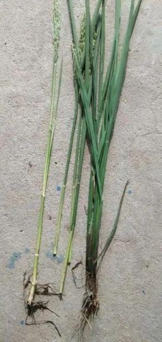 连云港水稻排名前十(目前连云港水稻价格)插图14 连云港水稻排名前十(目前连云港水稻价格)插图14