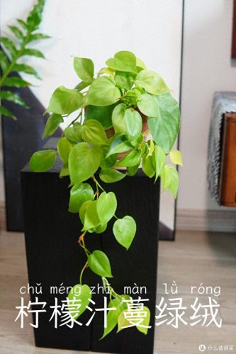 十大放心植物排行榜图片(十大最旺办公室的植物)插图27