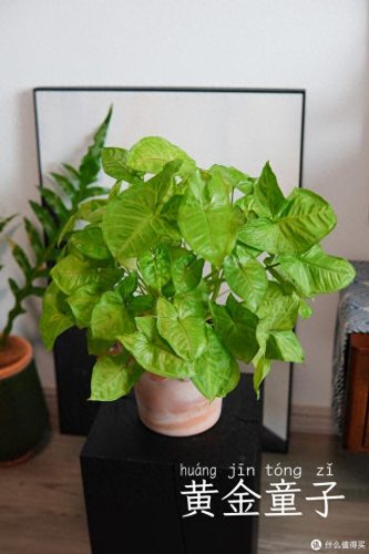 十大放心植物排行榜图片(十大最旺办公室的植物)插图1
