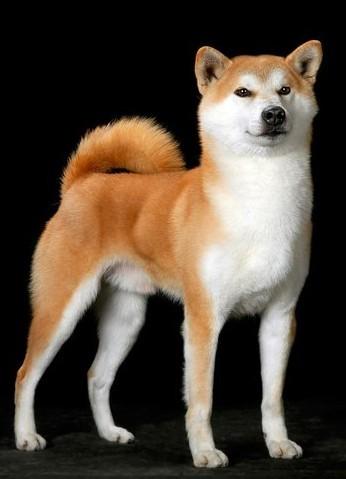 世界十大最可爱的狗排行榜(世界十大最可爱动物)