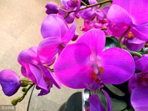 世界十大名花排行榜图片(全球十大名花排名)插图2