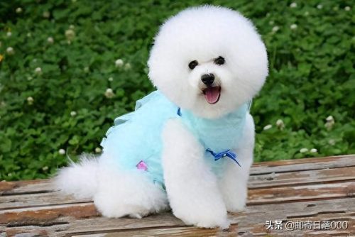 十大报恩的狗排行榜(镇宅狗的十大特征)