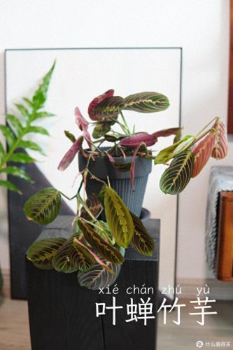 十大放心植物排行榜图片(十大最旺办公室的植物)插图19