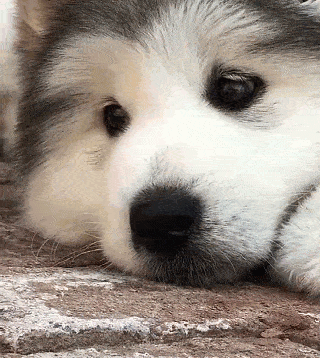 十大无攻击力犬排行榜(十大最干净最好养的中型犬)插图4