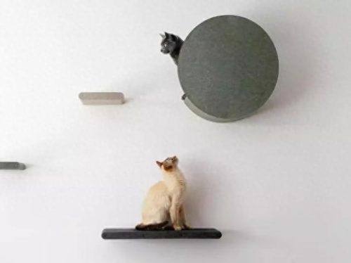 中国猫窝垫十大品牌排行榜(中国猫窝垫十大品牌)插图17 中国猫窝垫十大品牌排行榜(中国猫窝垫十大品牌)插图17