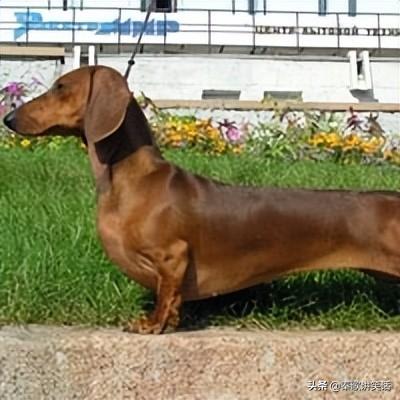十大名牌小型犬排行榜图片(中国十大品牌小型犬)插图2