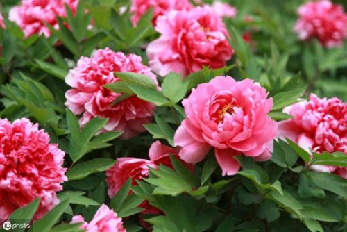 世界十大名花排行榜图片(全球十大名花排名)插图8