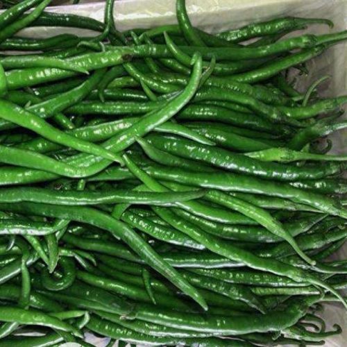 线椒种子十大排行榜(全国出名的线椒种子)插图3