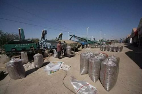 向日葵十大品牌排行榜(老站长推荐向日葵)插图4