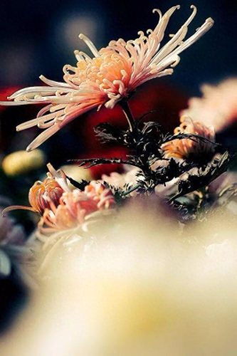 中国最美十大名花排行榜(真正的十大名花)插图21
