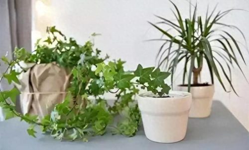 广东家庭花卉肥料排名前十(广东园艺肥料排名)插图