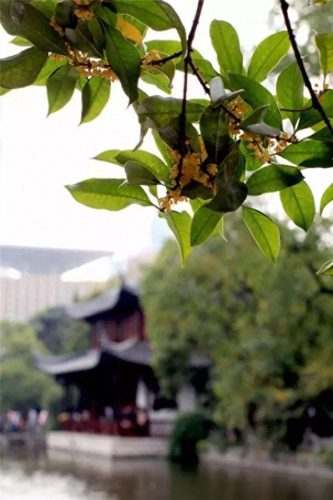 中国最美十大名花排行榜(真正的十大名花)插图65