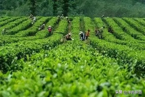 十大茶叶产品排行榜前十名(过期茶叶十大妙用)插图18