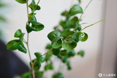 十大放心植物排行榜图片(十大最旺办公室的植物)插图54