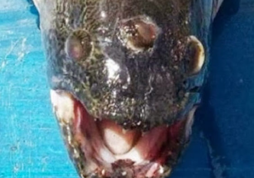 柬埔寨泰牛(六足巨人)插图1 柬埔寨泰牛(六足巨人)插图1