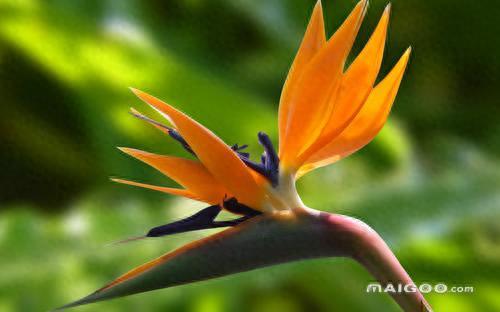 世界十大名花排行榜图片(全球十大名花排名)插图