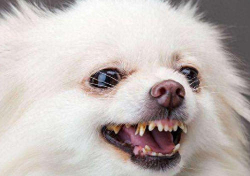 十大挑事的狗排行榜(体质最好的狗排行榜)插图5