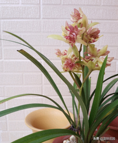 十大香水香味排行榜前十名(香水淡香排行榜前十名)插图7 十大香水香味排行榜前十名(香水淡香排行榜前十名)插图7