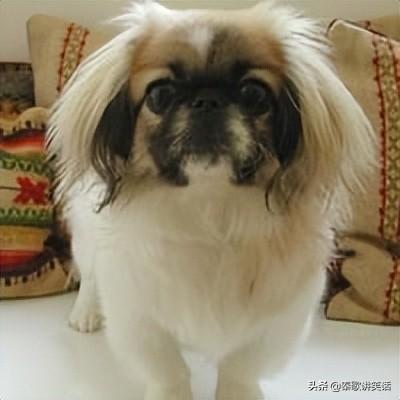 十大名牌小型犬排行榜图片(中国十大品牌小型犬)插图1