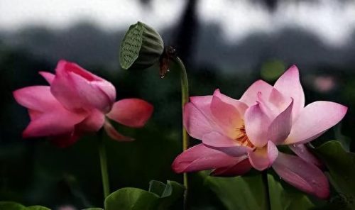 中国最美十大名花排行榜(真正的十大名花)插图55