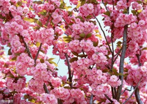 世界十大名花排行榜图片(全球十大名花排名)插图12