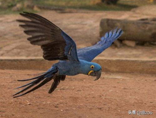 世界十大白色生物排行榜(十大常见白色蘑菇)插图1