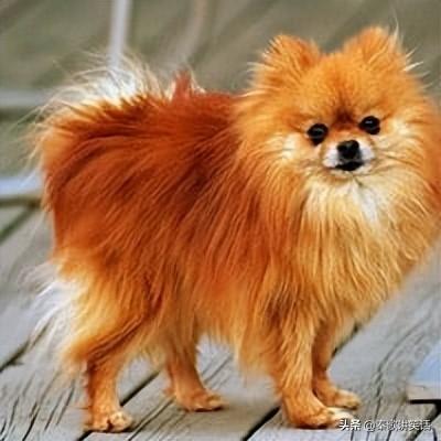 十大名牌小型犬排行榜图片(中国十大品牌小型犬)插图9