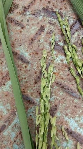 连云港水稻排名前十(目前连云港水稻价格)插图6 连云港水稻排名前十(目前连云港水稻价格)插图6