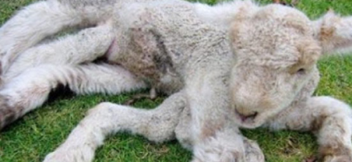 柬埔寨泰牛(六足巨人)插图8 柬埔寨泰牛(六足巨人)插图8