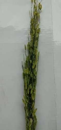 连云港水稻排名前十(目前连云港水稻价格)插图10 连云港水稻排名前十(目前连云港水稻价格)插图10