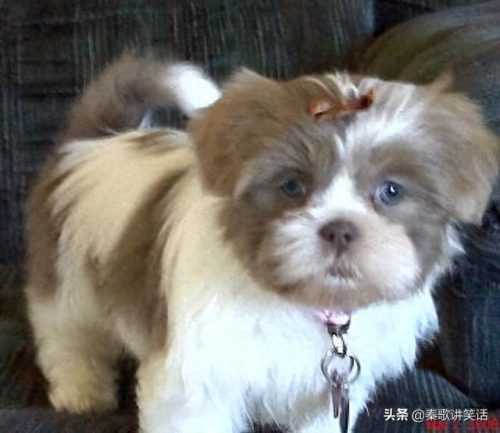 十大名牌小型犬排行榜图片(中国十大品牌小型犬)插图4