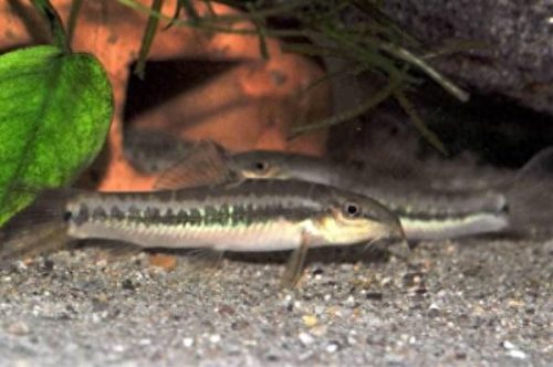 十大野生观赏鱼排行榜(中国本土观赏鱼大全)插图1